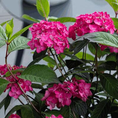 GardenersDream Bauernhortensie Magic Sunset winterhart Hortensie, 3L Topf Winterharte Tellerhortensie in rosa bis blau pflegeleichte Gartenhortensie, blüht Sommer bis Herbst, mehrjährig GardenersDream Bauernhortensie Magic Sunset winterhart Hortensie, 3L Topf Winterharte Tellerhortensie in rosa bis blau pflegeleichte Gartenhortensie, blüht Sommer bis Herbst, mehrjährig