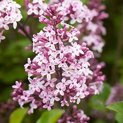 GardenersDream Syringa Palibin Koreanischer Flieder Winterharte Gartenpflanze GardenersDream Syringa Palibin Koreanischer Flieder Winterharte Gartenpflanze