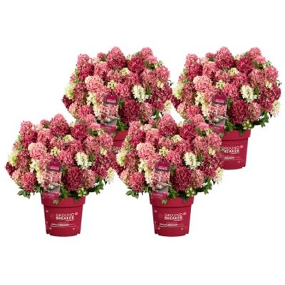 Dehner Bodendecker-Rispenhortensie Groundbreaker® Ruby™, 4er Set, weiße bis zartrosa/dunkelrote Blüten, je ca. 20-30 cm exkl. Pflanztopf, je 1.5 l Topf, Zierstrauch Dehner Bodendecker-Rispenhortensie Groundbreaker® Ruby™, 4er Set, weiße bis zartrosa/dunkelrote Blüten, je ca. 20-30 cm exkl. Pflanztopf, je 1.5 l Topf, Zierstrauch