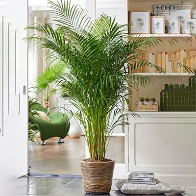 GardenersDream Gardener's Dream Areca Palme (Goldfruchtpalme) XXL Zimmerpflanze, Tropisch, Immergrüne Zimmerpflanzen, Groß & echt, Pflanzen Größe inkl. Topf 80-90 cm, Palmen-Pflanze für Zimmer, Büro usw. GardenersDream Gardener's Dream Areca Palme (Goldfruchtpalme) XXL Zimmerpflanze, Tropisch, Immergrüne Zimmerpflanzen, Groß & echt, Pflanzen Größe inkl. Topf 80-90 cm, Palmen-Pflanze für Zimmer, Büro usw.