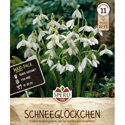 Sperli Maxi Schneeglöckchen 462739 Blumenzwiebeln, Schneeglöckchen Maxi-Pack, Frühlingsblüher, Galanthus ikariae, weiße Blüten, winterhart mehrjährig, für Beet Kübel Kästen Sperli Maxi Schneeglöckchen 462739 Blumenzwiebeln, Schneeglöckchen Maxi-Pack, Frühlingsblüher, Galanthus ikariae, weiße Blüten, winterhart mehrjährig, für Beet Kübel Kästen