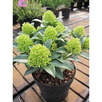 Baumschule Pflanzenvielfalt Skimmia japonica White Dwarf Japanische Skimmie 20-25cm Baumschule Pflanzenvielfalt Skimmia japonica White Dwarf Japanische Skimmie 20-25cm