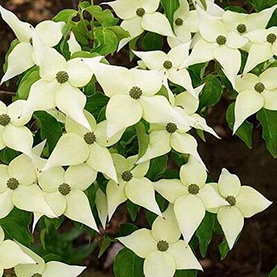 Arborix Cornus Kousa Chinensis Japanischer Hartriegel Chinensis 50-60 cm im Container Arborix Cornus Kousa Chinensis Japanischer Hartriegel Chinensis 50-60 cm im Container