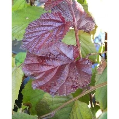 Baumschule Pflanzenvielfalt Corylus maxima Purpurea Bluthasel Lambertshasel 60-100 Baumschule Pflanzenvielfalt Corylus maxima Purpurea Bluthasel Lambertshasel 60-100