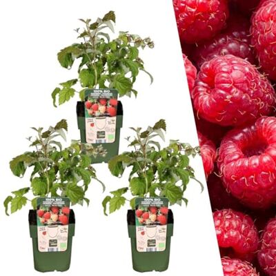 Plants by Frank Rubus Idaeus, 3x BIO-Himbeeren Pflanzen, Ø 13 cm Himbeerpflanzen, Himbeerstrauch, Obstgarten, Obstbäume, Gemüsegarten, Gartenpflanzen, Topf 13 cm, Höhe: 20 cm Plants by Frank Rubus Idaeus, 3x BIO-Himbeeren Pflanzen, Ø 13 cm Himbeerpflanzen, Himbeerstrauch, Obstgarten, Obstbäume, Gemüsegarten, Gartenpflanzen, Topf 13 cm, Höhe: 20 cm