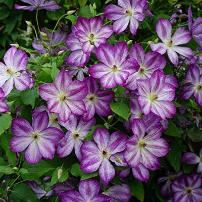 GardenersDream Clematis Pernille Weiße Kletterpflanzen Winterhart Clematis Winterhart Mehrjährig Pflanze Balkon Pflanzen Dänische Züchtung GardenersDream Clematis Pernille Weiße Kletterpflanzen Winterhart Clematis Winterhart Mehrjährig Pflanze Balkon Pflanzen Dänische Züchtung
