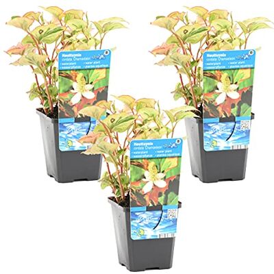 Bloomique 3er-Set Houttuynia Cordata Chameleon Buntblatt Wasserdost Teichpflanzen Wasserpflanzen Winterhart Höhe 10-20 cm Topf 9 cm Bloomique 3er-Set Houttuynia Cordata Chameleon Buntblatt Wasserdost Teichpflanzen Wasserpflanzen Winterhart Höhe 10-20 cm Topf 9 cm