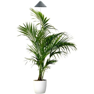Venso EcoSolutions Parus XL 25W Weiße Pflanzenlampe - Innenanbauleuchte Venso EcoSolutions Parus XL 25W Weiße Pflanzenlampe - Innenanbauleuchte