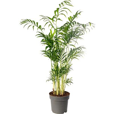 GardenersDream Große Zimmerpalme, echte immergrüne Pflanze, hochgewachsen, exotisch und selten. GardenersDream Große Zimmerpalme, echte immergrüne Pflanze, hochgewachsen, exotisch und selten.