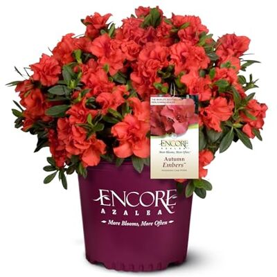 Encore Azalea Glut Azalee, 2 Liter, Rot Encore Azalea Glut Azalee, 2 Liter, Rot