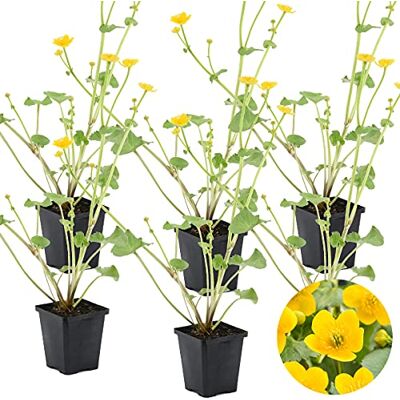 Bloomique 6er-Set Caltha Palustris Sumpfdotterblume Teichpflanzen Winterhart Wasserpflanzen Zone 1-2 Höhe 10-20 cm Topf 9 cm Bloomique 6er-Set Caltha Palustris Sumpfdotterblume Teichpflanzen Winterhart Wasserpflanzen Zone 1-2 Höhe 10-20 cm Topf 9 cm