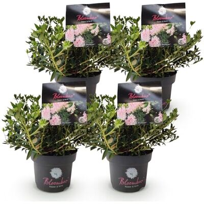 Green boutiQ Zwergrhododendron Rhododendron Bloombux Hellrosa Blühende Buxus Pflegeleicht Hellrosa Blüte 4 Pflanzen Topf 17cm Höhe 30-40cm Green boutiQ Zwergrhododendron Rhododendron Bloombux Hellrosa Blühende Buxus Pflegeleicht Hellrosa Blüte 4 Pflanzen Topf 17cm Höhe 30-40cm