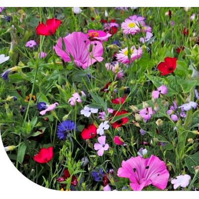 MRS Seeds & Mixtures Sommerblumen-Mischung 250 Gramm für 125 m² Nur mehrjährige Sommerblumen Winterhart und pflegeleicht Höhe: 20-120 cm 17 Sorten Blumensamen Bunte Bienenmagnet Premium Saatgut MRS Seeds MRS Seeds & Mixtures Sommerblumen-Mischung 250 Gramm für 125 m² Nur mehrjährige Sommerblumen Winterhart und pflegeleicht Höhe: 20-120 cm 17 Sorten Blumensamen Bunte Bienenmagnet Premium Saatgut MRS Seeds
