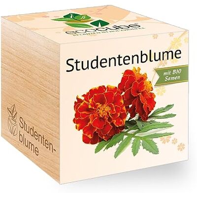 Feel Green Ecocube Studentenblume, Bio Samen, Nachhaltige Geschenkidee (100% Eco Friendly), Grow Your Own/Anzuchtset, Pflanzen Im Holzwürfel, Made in Austria Feel Green Ecocube Studentenblume, Bio Samen, Nachhaltige Geschenkidee (100% Eco Friendly), Grow Your Own/Anzuchtset, Pflanzen Im Holzwürfel, Made in Austria