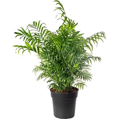 GardenersDream Große Zimmerpalme, echte immergrüne Pflanze, hochgewachsen, exotisch und selten. GardenersDream Große Zimmerpalme, echte immergrüne Pflanze, hochgewachsen, exotisch und selten.