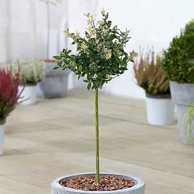 GardenersDream Gardener's Dream Euonymus Harlequin Baum Immergrüne Zierbäume für Garten, Balkon oder als Terrassen Pflanzen, Winterhart, 70-80 cm (Inkl. Topf) GardenersDream Gardener's Dream Euonymus Harlequin Baum Immergrüne Zierbäume für Garten, Balkon oder als Terrassen Pflanzen, Winterhart, 70-80 cm (Inkl. Topf)