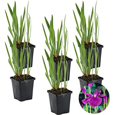 Bloomique 6er-Set Iris Kaempferi Japanische Schwertlilie Teichpflanzen Winterhart Wasserpflanzen Zone 1-2 Höhe 15-25 cm Topf 9 cm Bloomique 6er-Set Iris Kaempferi Japanische Schwertlilie Teichpflanzen Winterhart Wasserpflanzen Zone 1-2 Höhe 15-25 cm Topf 9 cm