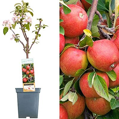 GardenersDream Terrassenobstbaumkollektion Verschiedene Früchte Ideal für kleine Gärten 2-3ft GardenersDream Terrassenobstbaumkollektion Verschiedene Früchte Ideal für kleine Gärten 2-3ft