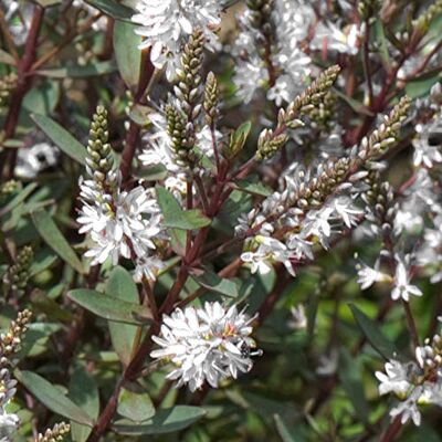 GardenersDream Hebe Champagne im Topf – Immergrüner Mehrjähriger Gartenstrauch – Schöne Weiß Blühende Pflanze – Zierstrauch für Beete, Rabatten & Terrassenkübel GardenersDream Hebe Champagne im Topf – Immergrüner Mehrjähriger Gartenstrauch – Schöne Weiß Blühende Pflanze – Zierstrauch für Beete, Rabatten & Terrassenkübel