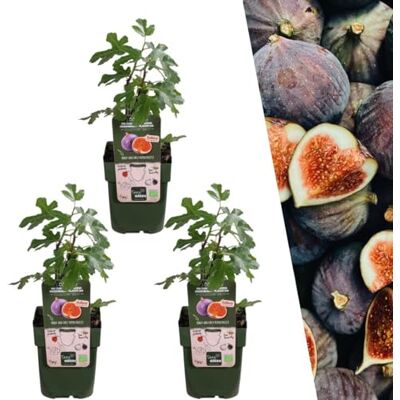 Plants by Frank Ficus Carica, 3x BIO-Feigenbaum Pflanzen, Ø 13 cm Biologische Feigenbaum, Obstgarten, Obstbäume, Gemüsegarten, Gartenpflanzen, Topf 13 cm, Höhe: 20 cm Plants by Frank Ficus Carica, 3x BIO-Feigenbaum Pflanzen, Ø 13 cm Biologische Feigenbaum, Obstgarten, Obstbäume, Gemüsegarten, Gartenpflanzen, Topf 13 cm, Höhe: 20 cm
