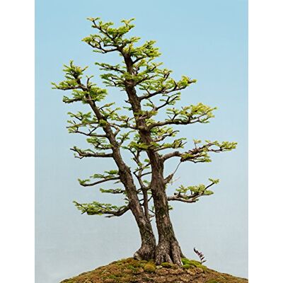 Seedeo Bonsai Anzuchtset Urwelt-Mammutbaum (Metasequoia glyptostroboides) Seedeo Bonsai Anzuchtset Urwelt-Mammutbaum (Metasequoia glyptostroboides)