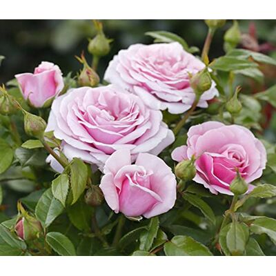 Dehner Rose Edelrose Pacific Blue®, lavendel-farben, ca. 40-60 cm, Topfware Rosa-Hybride, Züchter Tantau, großblütige und gefüllte Rose, duftend, Blütezeit von Juni bis Oktober Dehner Rose Edelrose Pacific Blue®, lavendel-farben, ca. 40-60 cm, Topfware Rosa-Hybride, Züchter Tantau, großblütige und gefüllte Rose, duftend, Blütezeit von Juni bis Oktober
