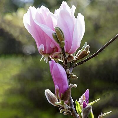 GardenersDream Magnolia George Henry Kern, robuste laubabwerfende Gartenpflanze für den Außenbereich, in einem 9 cm Topf. GardenersDream Magnolia George Henry Kern, robuste laubabwerfende Gartenpflanze für den Außenbereich, in einem 9 cm Topf.