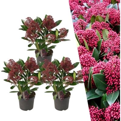 Plants by Frank Skimmia Rubella, 3x Blütenskimmie Rot, Ø 10,5 cm Blütenskimmie Rot Pflanze, Blühende Sträucher Winterhart Immergrün, Ziersträucher, Ziergehölze, Topf 10,5 cm, Höhe: 20 cm Plants by Frank Skimmia Rubella, 3x Blütenskimmie Rot, Ø 10,5 cm Blütenskimmie Rot Pflanze, Blühende Sträucher Winterhart Immergrün, Ziersträucher, Ziergehölze, Topf 10,5 cm, Höhe: 20 cm