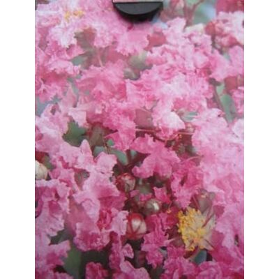 Baumschule Pflanzenvielfalt Chinesische Kräuselmyrte Lipan Lagerstroemia Indica Kreppmyrte 40-60cm Baumschule Pflanzenvielfalt Chinesische Kräuselmyrte Lipan Lagerstroemia Indica Kreppmyrte 40-60cm