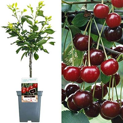GardenersDream Terrassenobstbaumkollektion Verschiedene Früchte Ideal für kleine Gärten 2-3ft GardenersDream Terrassenobstbaumkollektion Verschiedene Früchte Ideal für kleine Gärten 2-3ft