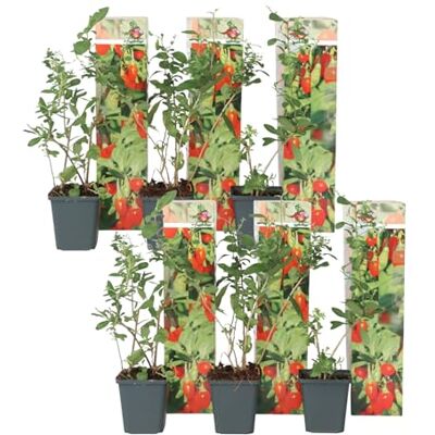 Plant in a Box Lycium barbarum 6er Set Gemeiner Bocksdorn Topf 9cm Höhe 25-40cm Plant in a Box Lycium barbarum 6er Set Gemeiner Bocksdorn Topf 9cm Höhe 25-40cm