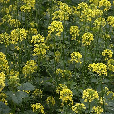 Freudenberger Weißer Senf Gelbsenf 25 kg Gründüngung Zwischenfrucht Gründünger Bodenaktivator Freudenberger Weißer Senf Gelbsenf 25 kg Gründüngung Zwischenfrucht Gründünger Bodenaktivator