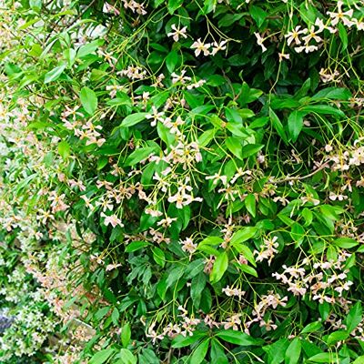 GardenersDream Trachelospermum Pink Showers Rosa Sternjasmin Pflanze Kletterpflanzen Winterhart Immergrün Balkon Pflanzen Seltenheit GardenersDream Trachelospermum Pink Showers Rosa Sternjasmin Pflanze Kletterpflanzen Winterhart Immergrün Balkon Pflanzen Seltenheit