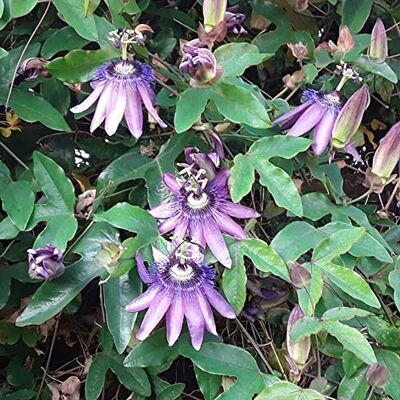 GardenersDream Passiflora Amethyst Lila Passionsblume Pflanze Kletterpflanzen Exotisch Balkon Pflanzen Außergewöhnlich GardenersDream Passiflora Amethyst Lila Passionsblume Pflanze Kletterpflanzen Exotisch Balkon Pflanzen Außergewöhnlich