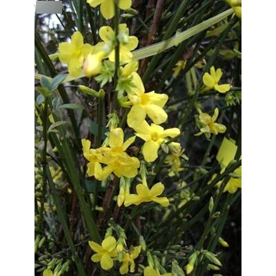 Baumschule Pflanzenvielfalt Kletterjasmin Winterjasmim Jasminum nudiflorum Winterblüher (60-100) Baumschule Pflanzenvielfalt Kletterjasmin Winterjasmim Jasminum nudiflorum Winterblüher (60-100)