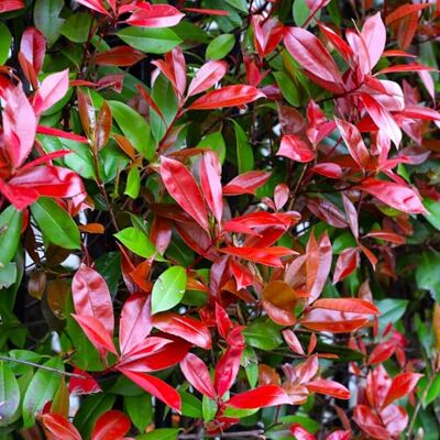 GardenersDream Photinia Red Robin Buschige Immergrüne Winterharte Heckenpflanze GardenersDream Photinia Red Robin Buschige Immergrüne Winterharte Heckenpflanze