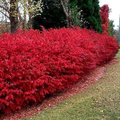 Dago Garden 3x Pfaffenhütchen Red Cascade Euonymus europaeus Zierstrauch winterhart P9 Spindelstrauch, Karminrote Früchte, Fruchtschmuck, Herbstfärbung, Heckenpflanze, Mehrjährig, Aufrechter Wuchs Dago Garden 3x Pfaffenhütchen Red Cascade Euonymus europaeus Zierstrauch winterhart P9 Spindelstrauch, Karminrote Früchte, Fruchtschmuck, Herbstfärbung, Heckenpflanze, Mehrjährig, Aufrechter Wuchs