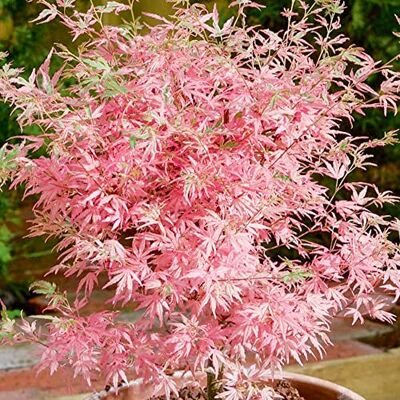 GardenersDream Acer palmatum Taylor Japanischer Ahorn Großer, im Topf bereitgestellter Baum für den Außenbereich GardenersDream Acer palmatum Taylor Japanischer Ahorn Großer, im Topf bereitgestellter Baum für den Außenbereich
