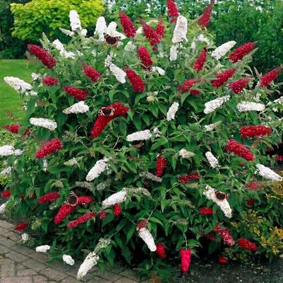 GardenersDream Schmetterlingsflieder Duo Rot & Weiß Sommerflieder winterhart, 3L Topf Winterharter Schmetterlingsflieder in rot & weiß bienenfreundlicher Zierstrauch, blüht Sommer bis Herbst, mehrjährig GardenersDream Schmetterlingsflieder Duo Rot & Weiß Sommerflieder winterhart, 3L Topf Winterharter Schmetterlingsflieder in rot & weiß bienenfreundlicher Zierstrauch, blüht Sommer bis Herbst, mehrjährig