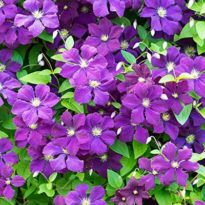 GardenersDream Clematis Polish Spirit Violette Kletterpflanzen Winterhart Clematis Winterhart Mehrjährig Pflanze Balkon Pflanzen mit Kraftvollem Wuchs GardenersDream Clematis Polish Spirit Violette Kletterpflanzen Winterhart Clematis Winterhart Mehrjährig Pflanze Balkon Pflanzen mit Kraftvollem Wuchs