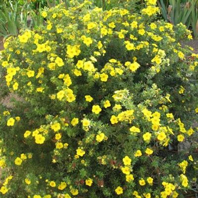 GardenersDream Potentilla Goldfinger Winterharte Garten-Zierpflanze Gelb blühend GardenersDream Potentilla Goldfinger Winterharte Garten-Zierpflanze Gelb blühend
