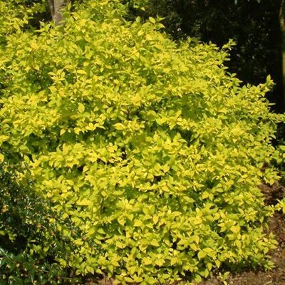 GardenersDream Philadelphus "Aureus" Bauernjasmin Scheinorange Strauch Sommergrün Gartenpflanze im 9 cm Topf GardenersDream Philadelphus "Aureus" Bauernjasmin Scheinorange Strauch Sommergrün Gartenpflanze im 9 cm Topf