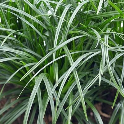 Generic 6 x Carex foliosissima 'Irish Green' Japan-Segge in 9x9cm Topf Generic 6 x Carex foliosissima 'Irish Green' Japan-Segge in 9x9cm Topf