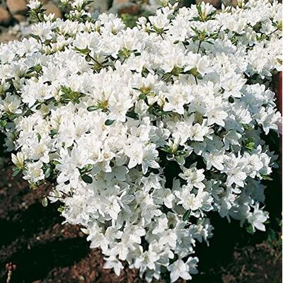 Baumschule Japanische Azalee Kermesina Alba 20-25cm Rhododendron obtusum Zwerg Alpenrose lebende Gartenpflanze aus den n Baumschule Japanische Azalee Kermesina Alba 20-25cm Rhododendron obtusum Zwerg Alpenrose lebende Gartenpflanze aus den n