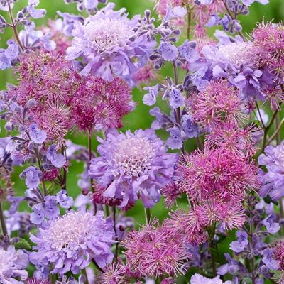 GardenersDream 2x Thalictrum Pflanzen im Topf – Farbenfrohe Rosa Wiesenraute Mehrjährige Gartenpflanzen – Blühende Sträucher für den Außenbereich (inkl. 11 cm Topf) GardenersDream 2x Thalictrum Pflanzen im Topf – Farbenfrohe Rosa Wiesenraute Mehrjährige Gartenpflanzen – Blühende Sträucher für den Außenbereich (inkl. 11 cm Topf)
