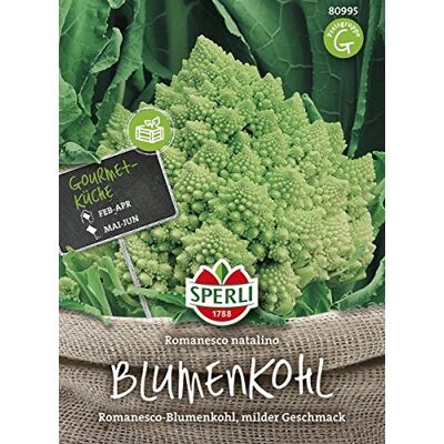 Sperli Blumenkohl, Romanesco natalino, Brassica oleracea var. botrytis Sperli Blumenkohl, Romanesco natalino, Brassica oleracea var. botrytis