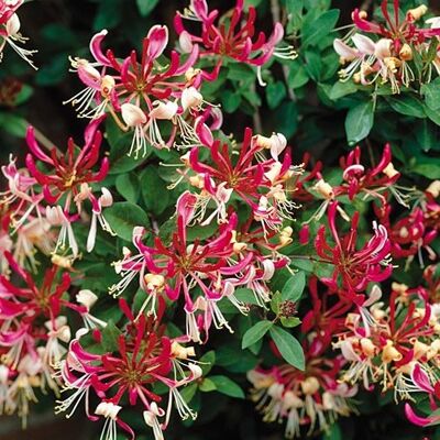 GardenersDream 1 X LONICERA 'BELGICA' LAUBABWERFENDE KLETTERSTRAUCH-WINTERHARTE GARTENPFLANZE IM TOPF GardenersDream 1 X LONICERA 'BELGICA' LAUBABWERFENDE KLETTERSTRAUCH-WINTERHARTE GARTENPFLANZE IM TOPF
