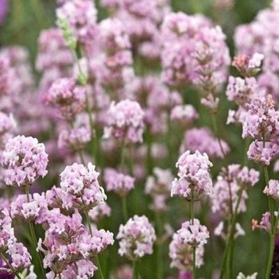 Generic 6 x Rosa Lavendel Pflanzen – Winterharte duftende Stauden im 9x9 cm Topf 5-10 cm hoch Lavandula angustifolia Rosea für Garten & Balkon Generic 6 x Rosa Lavendel Pflanzen – Winterharte duftende Stauden im 9x9 cm Topf 5-10 cm hoch Lavandula angustifolia Rosea für Garten & Balkon