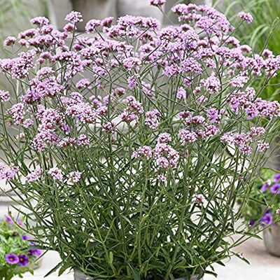 GardenersDream Verbena 'Lollipop' Stauden Winterhart Mehrjährig Balkon Pflanzen Violett Blühend Kübelpflanzen Premium XXL Gartenpflanzen Dauerblüher GardenersDream Verbena 'Lollipop' Stauden Winterhart Mehrjährig Balkon Pflanzen Violett Blühend Kübelpflanzen Premium XXL Gartenpflanzen Dauerblüher