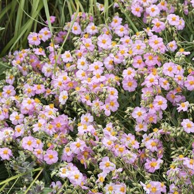GardenersDream Garten-Sonnenröschen Lawrenson's Pink winterharte Steingartenstaude GardenersDream Garten-Sonnenröschen Lawrenson's Pink winterharte Steingartenstaude